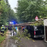 260530_Baum auf Autos (6).jpeg