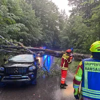 260530_Baum auf Autos (5).jpeg