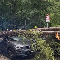 260530_Baum auf Autos (2).jpeg