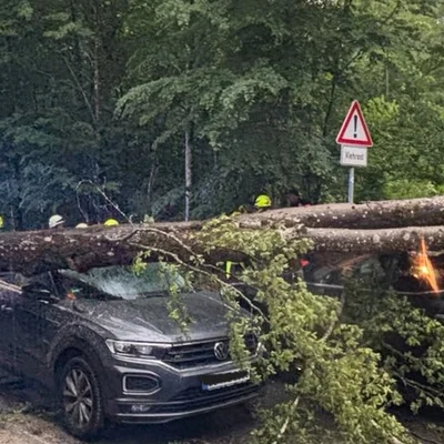 260530_Baum auf Autos (2).jpeg