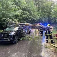 260530_Baum auf Autos (3).jpeg