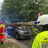 260530_Baum auf Autos (1).jpeg